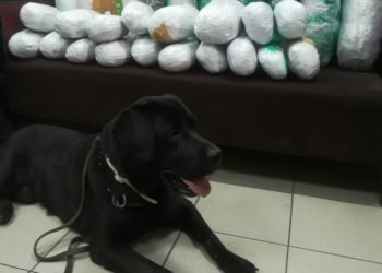 Ο σκύλος ανίχνευσης ναρκωτικών «ξετρύπωσε» 22 κιλά κάνναβης μέσα σε κοντέινερ