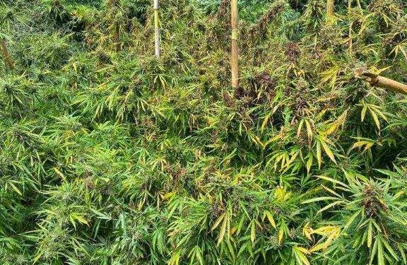 Εντοπίστηκε φυτεία κάνναβης σε δασώδη περιοχή στα Κύθηρα