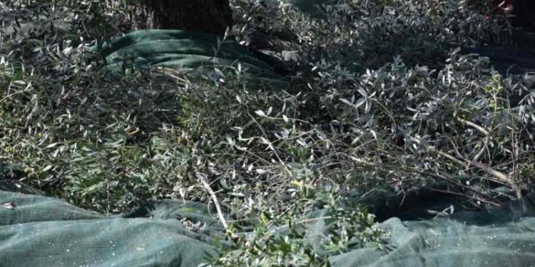 Συνελήφθησαν γιατί μάζεψαν ελιές από… ξένο χωράφι