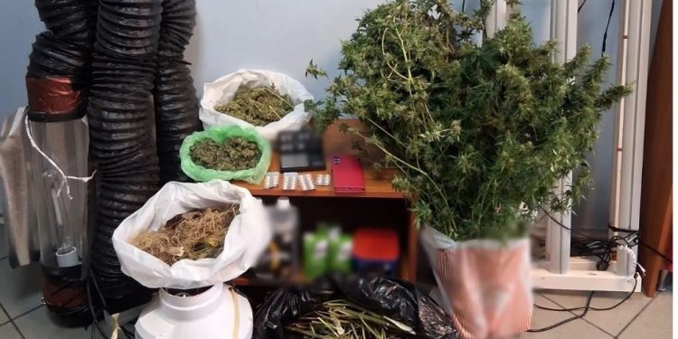 Ωρωπός: Αστυνομικός σκύλος «ξετρύπωσε» καλλιέργεια κάνναβης σε σπίτι – Συνελήφθη μία γυναίκα – ΦΩΤΟ