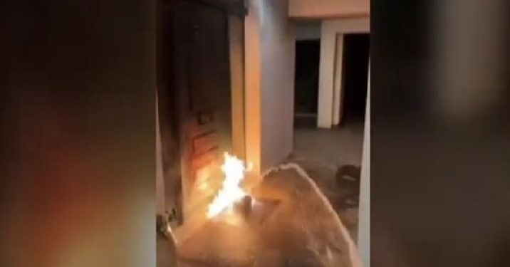 Βάρκιζα: Εμπρηστική επίθεση με γκαζάκια σε πολυκατοικία που έχει διαμέρισμα η Ελίζα Βόζεμπεργκ – ΒΙΝΤΕΟ