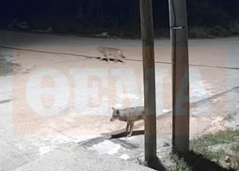 Λύκοι σε βραδινή …περιπολία στην Ιπποκράτειο Πολιτεία – BINTEO