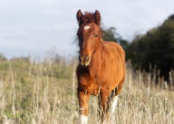 Θεσσαλονίκη: Άλογο δάγκωσε στο μάγουλο και τραυμάτισε 9χρονο αγοράκι – Συνελήφθη η ιδιοκτήτρια του ιππικού πάρκου