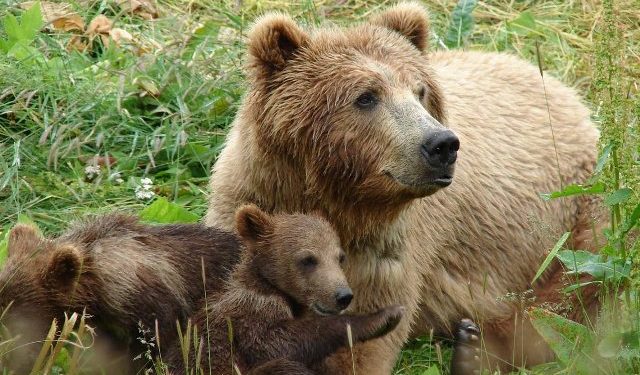 Καλαμπάκα: Ξινή του βγήκε η βόλτα – Αρκούδα επιτέθηκε σε 44χρονο και τον τραυμάτισε – ΒΙΝΤΕΟ