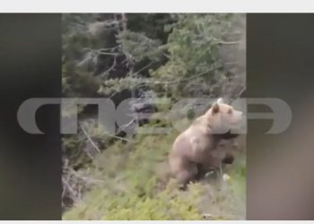 ΒΙΝΤΕΟ ΝΤΟΚΟΥΜΕΝΤΟ από τις τελευταίες κινήσεις του ορειβάτη πριν την επίθεση της αρκούδας στη Δράμα – ΦΩΤΟ