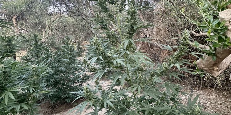 Ρέθυμνο: Εντοπίστηκε χασισοφυτεία – Χειροπέδες σε 29χρονο και 31χρονο – ΦΩΤΟ