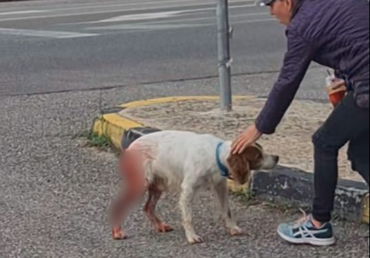 Ηλεία: Για τη ζωή του παλεύει σκυλί που κακοποιήθηκε βάναυσα – ΦΩΤΟ