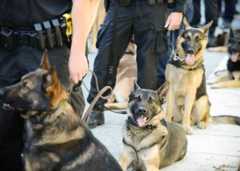 Σκύλος του Λιμενικού εντόπισε 25χρονο με ναρκωτικά στη Μύκονο