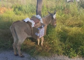 Αναζητούν ανεγκέφαλο που μεταμφίεσε γαϊδουράκι σε εκλογικό περίπτερο και το εγκατέλειψε δεμένο σε κολώνα