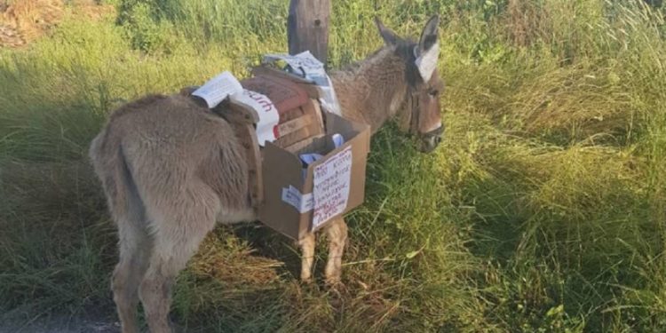 Αναζητούν ανεγκέφαλο που μεταμφίεσε γαϊδουράκι σε εκλογικό περίπτερο και το εγκατέλειψε δεμένο σε κολώνα