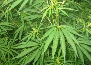 Συνελήφθη για καλλιέργεια δενδρυλλίων κάνναβης 64χρονος δραπέτης φυλακών