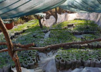 Εξάρθρωσαν οργανωμένο κύκλωμα καλλιέργειας δενδρυλλίων κάνναβης στη Βοιωτία