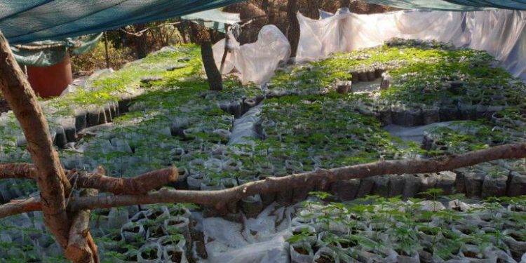 Εξάρθρωσαν οργανωμένο κύκλωμα καλλιέργειας δενδρυλλίων κάνναβης στη Βοιωτία