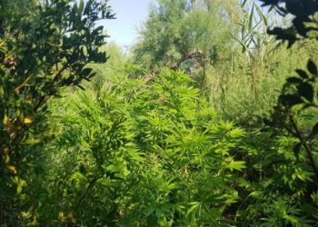 Φυτείες δενδρυλλίων κάνναβης εντοπίστηκαν στη Λούτσα – Συνελήφθη 35χρονος