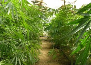 Εντοπίστηκε φυτεία με περισσότερα από 1.660 δενδρύλλια κάνναβης