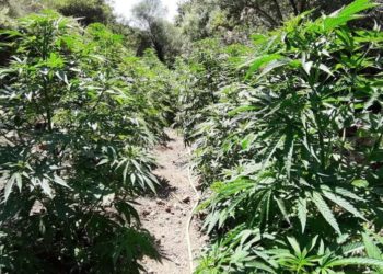 Εντοπίστηκαν 4 φυτείες δενδρυλλίων κάνναβης στο Ηράκλειο