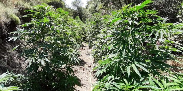 Εντοπίστηκαν 4 φυτείες δενδρυλλίων κάνναβης στο Ηράκλειο
