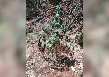 Οι 2 δραπέτες των φυλακών Κασσάνδρας φρουρούσαν οπλισμένοι με χειροβομβίδες και καλάσνικοφ τη χασισοφυτεία στο Τρίκορφο Φωκίδας