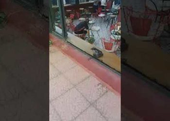 Βίντεο από την εν ψυχρώ εκτέλεση στο Περιστέρι