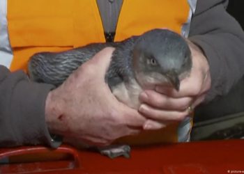 Δύο μικροί μπλε πιγκουίνοι συνελήφθησαν επειδή διέρρηξαν δύο φορές εστιατόριο σούσι