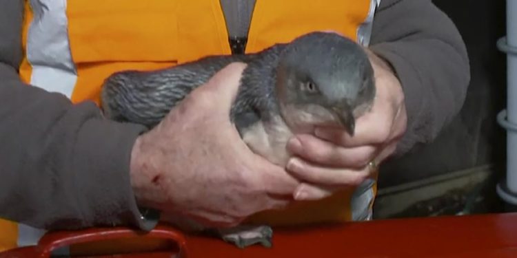 Δύο μικροί μπλε πιγκουίνοι συνελήφθησαν επειδή διέρρηξαν δύο φορές εστιατόριο σούσι