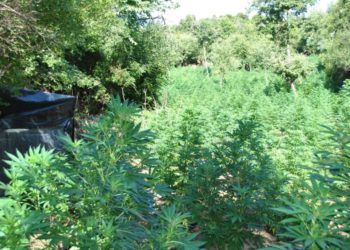 Φυτεία με 700 δενδρύλλια κάνναβης εντοπίστηκε στην Καρυά – ΦΩΤΟ