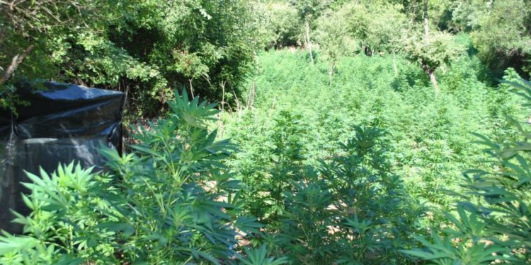 Φυτεία με 700 δενδρύλλια κάνναβης εντοπίστηκε στην Καρυά – ΦΩΤΟ