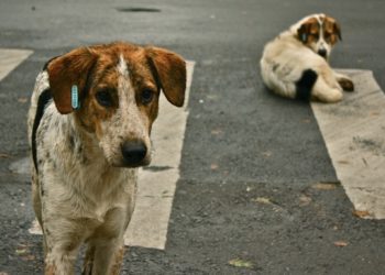 Δικογραφία σε βάρος 45χρονου που κατηγορείται ότι δηλητηρίασε με φόλα δύο σκυλιά στην Αριδαία