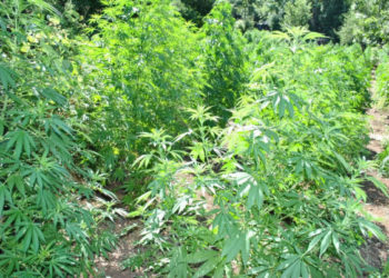 Λάρισα: Εντοπίστηκε φυτεία 1.491 δενδρυλλίων κάνναβης – Εξαρθρώθηκε εγκληματική οργάνωση