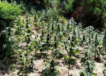 Φυτεία με 930 δενδρύλλια κάνναβης εντοπίστηκε στην Οινόη