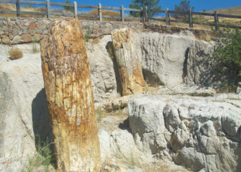 Μυτιλήνη: Εντολή αυτεπάγγελτης έρευνας από τον Συνήγορο του Πολίτη με αφορµή το πρόσφατο περιστατικό κλοπής πετρωμάτων από το Απολιθωµένο ∆άσος