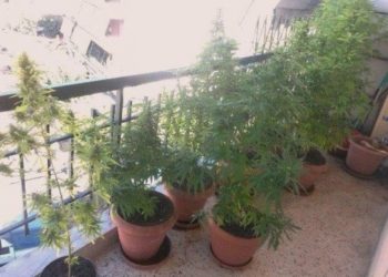 Έστησε κήπο με… δενδρύλλια χασίς σε μπαλκόνι στην Καλλιθέα