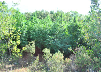 Φυτεία με 1.600 δενδρύλλια κάνναβης εντοπίστηκε σε ορεινή περιοχή της Φθιώτιδας (Φωτο, βίντεο)