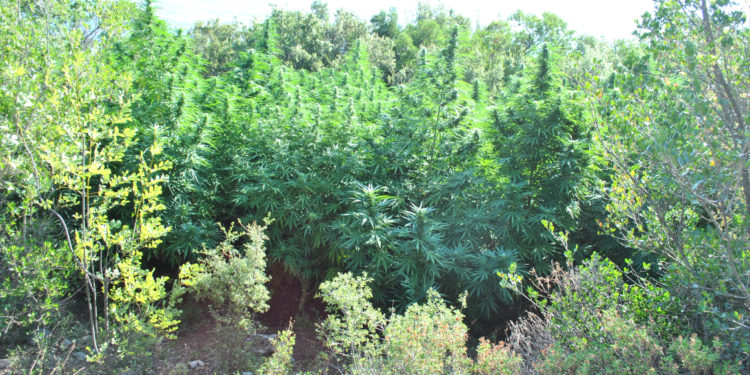 Φυτεία με 1.600 δενδρύλλια κάνναβης εντοπίστηκε σε ορεινή περιοχή της Φθιώτιδας (Φωτο, βίντεο)