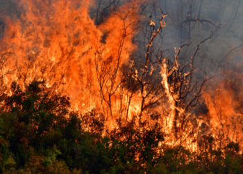 Λαμία: Προς τον όρμο του Αγίου Ιωάννου στον Κορινθιακό κόλπο κατευθύνεται η φωτιά που έχει ξεσπάσει στον Πρόδρομο