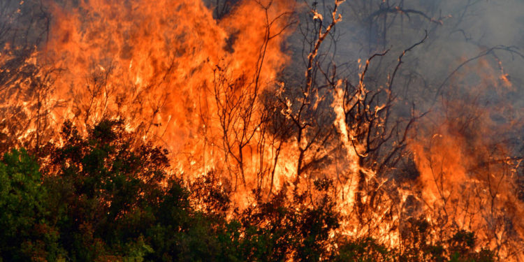 Λαμία: Προς τον όρμο του Αγίου Ιωάννου στον Κορινθιακό κόλπο κατευθύνεται η φωτιά που έχει ξεσπάσει στον Πρόδρομο