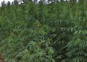 Τα 1.000 χασισόδεντρα τον οδήγησαν στη φυλακή