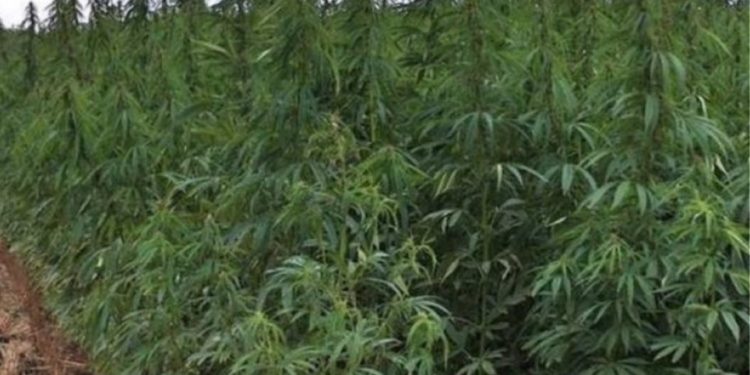 Τα 1.000 χασισόδεντρα τον οδήγησαν στη φυλακή