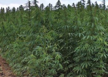 Σύλληψη 50χρονου που φέρεται ότι καλλιεργούσε 1.030 δενδρύλλια κάνναβης