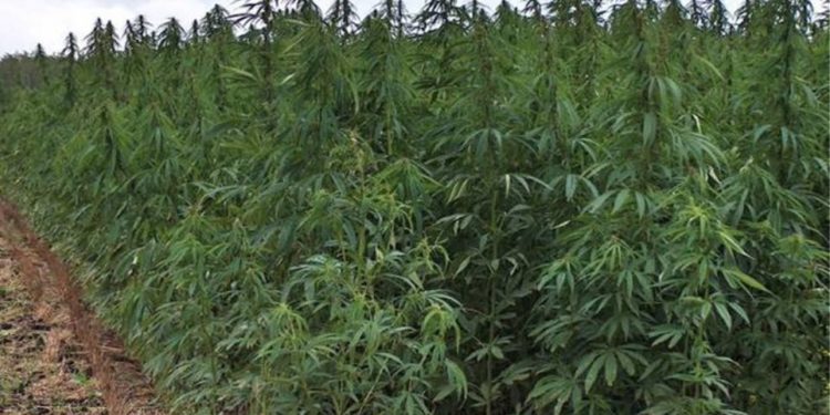 Σύλληψη 50χρονου που φέρεται ότι καλλιεργούσε 1.030 δενδρύλλια κάνναβης