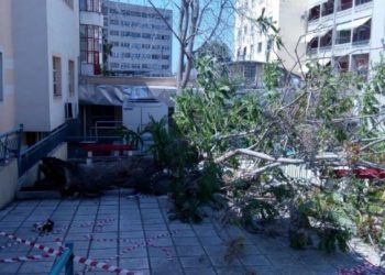 Έπεσε δέντρο στην αυλή του ΑΧΕΠΑ – Ήταν προγραμματισμένο να κοπεί σήμερα