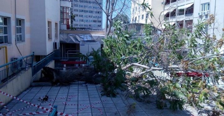 Έπεσε δέντρο στην αυλή του ΑΧΕΠΑ – Ήταν προγραμματισμένο να κοπεί σήμερα