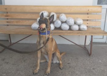 Ηγουμενίτσα: Η «Avra» μυρίστηκε 15 κιλά ακατέργαστης κάνναβης (βίντεο)