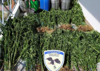 Διατηρούσαν χασισοφυτεία έξω από τα Τρίκαλα