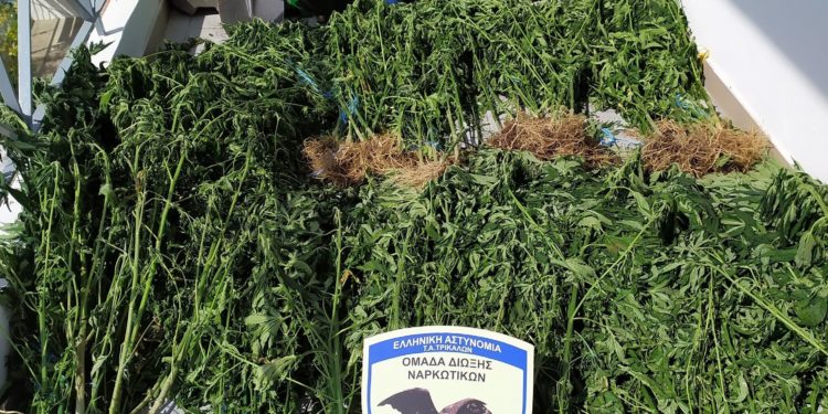 Διατηρούσαν χασισοφυτεία έξω από τα Τρίκαλα