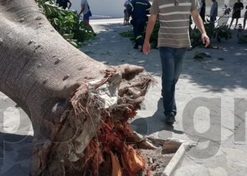 Πάρος: Έπεσε δέντρο και πλάκωσε άνδρα στην είσοδο της Εκατονταπυλιανής