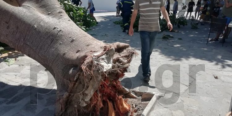Πάρος: Έπεσε δέντρο και πλάκωσε άνδρα στην είσοδο της Εκατονταπυλιανής