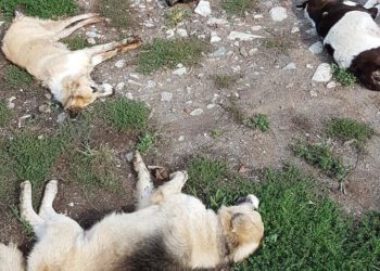 Το Σκλήθρο Φλώρινας γέμισε με πτώματα δηλητηριασμένων σκύλων