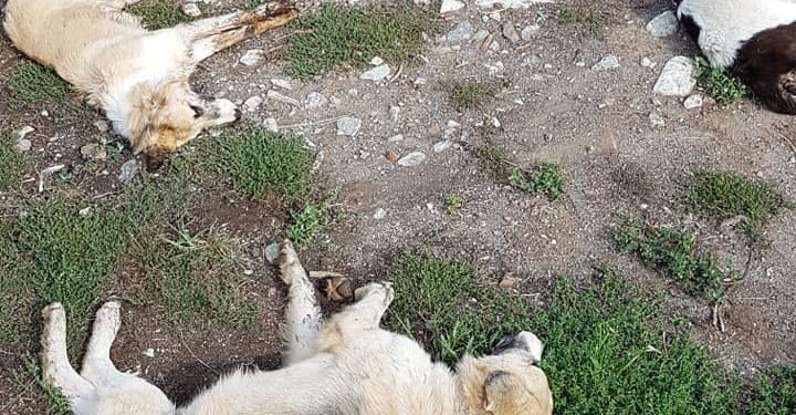 Το Σκλήθρο Φλώρινας γέμισε με πτώματα δηλητηριασμένων σκύλων