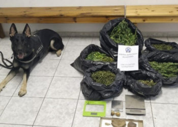 Ο αστυνομικός σκύλος Ακύλας “ξετρύπωσε” κάνναβη που ήταν κρυμμένη σε ποιμνιοστάσιο